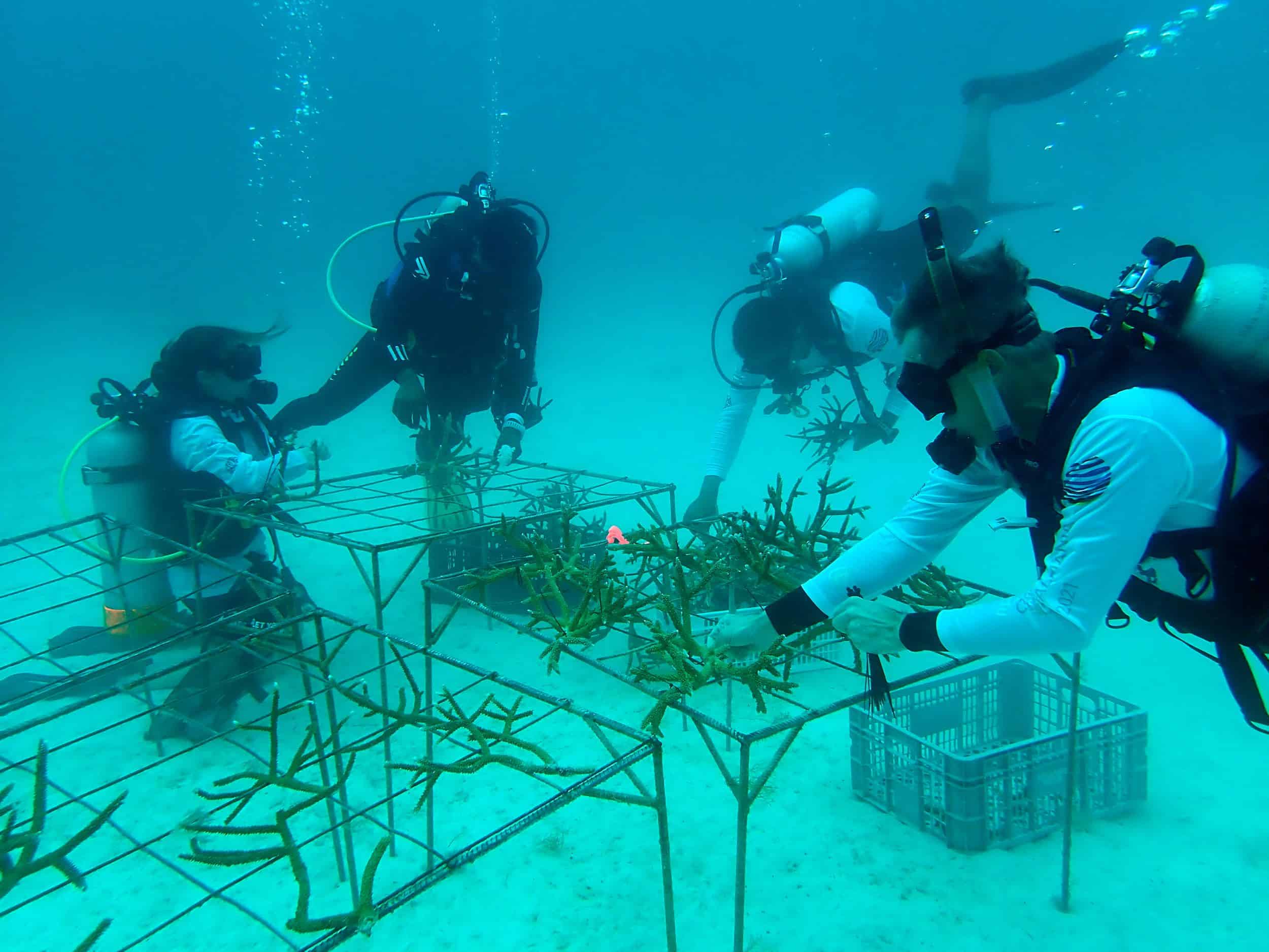 Trasplante masivo de corales más grande de la región para la protección y restauración de la vida submarina y los océanos.