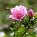 Fondo MARENA y Medio Ambiente lanzan proyecto para conservar y expandir la Rosa de Bayahíbe, flor nacional