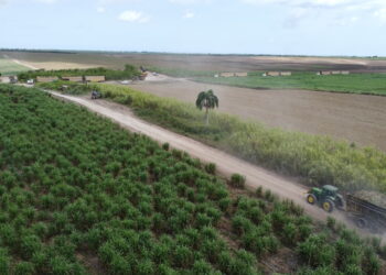 Bioenergia Republica Dominicana Suecia JORD