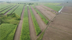 Centro de cultivo San Pedro de Macorís