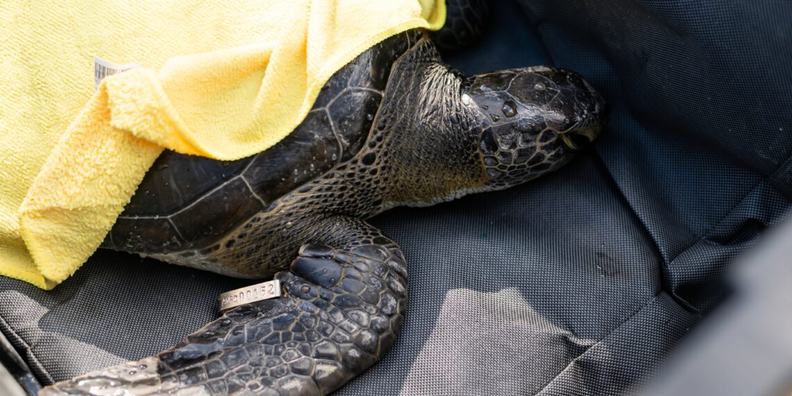 Pro Miches RD Nisi002