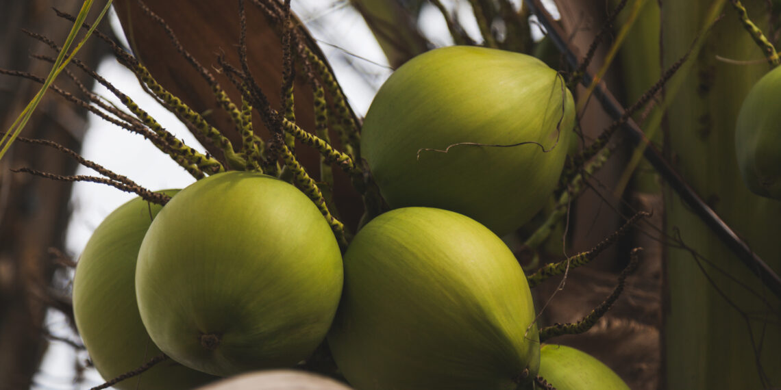 branch of fresh green coconuts growing on palm tree