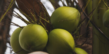 branch of fresh green coconuts growing on palm tree