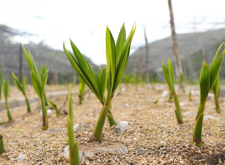 plantación de coco Sur Futuro