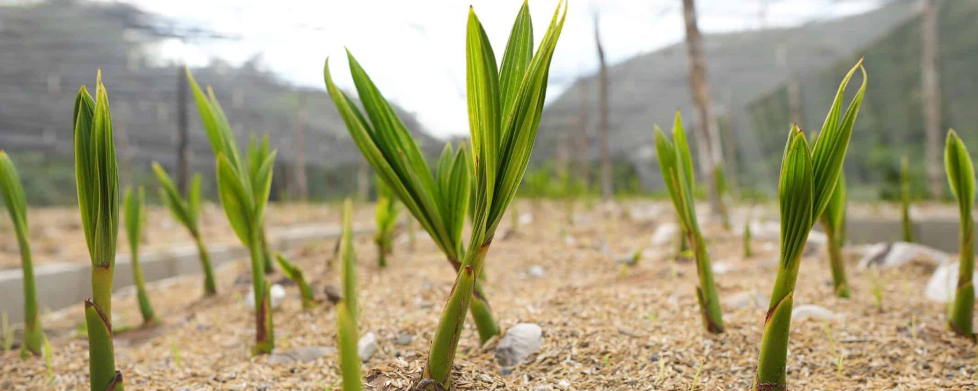 plantación de coco Sur Futuro