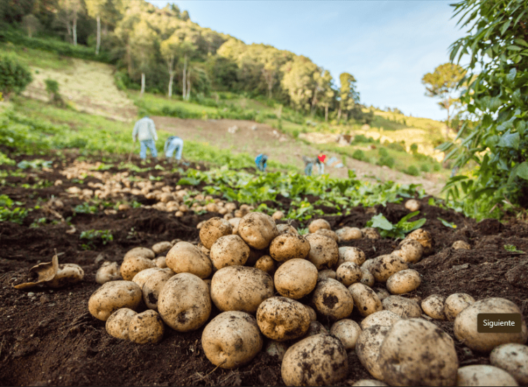 Foto cultivo papas