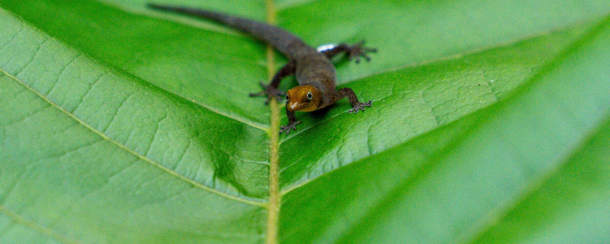 Conservación del Gecko de Bandas en Samaná